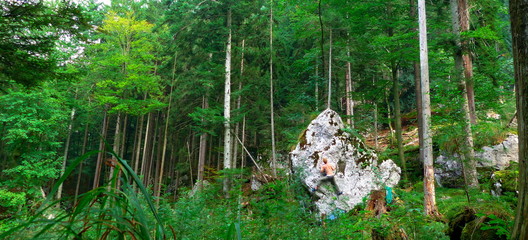 boulder in the forest
