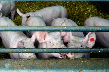 Pig Farming