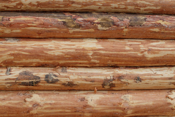 The wall of the house, chopped pine. Logs are cleared of bark