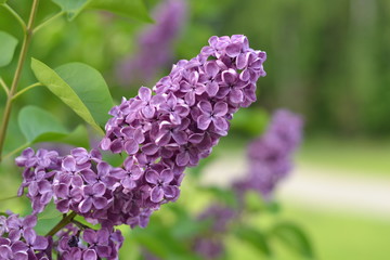 flower, lilac, nature, bloom, beautiful,  flowers, garden