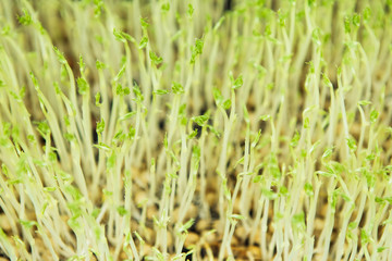 Microgreen background in natural light