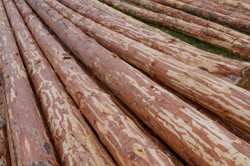Pine logs lying on the meadow. They are cleared of bark.