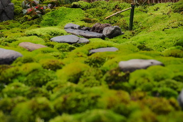 苔のある日本庭園のミニチュア