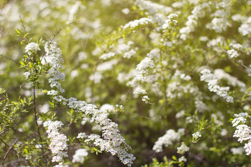  branch blooming with white flowers. spring flowering bush