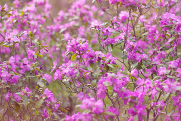 Fototapeta na wymiar flowers of the Siberian rhododendron. purple rhododendron. background with purple flowers