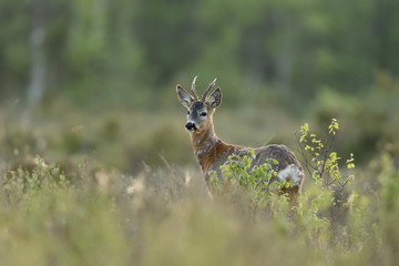 Roe deer in forest at sunset. Roebuck in forest. © Erik Mandre