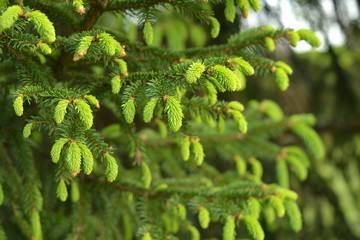 green, nature, tree, leaf, plant, fir, branch, fern, forest, pine, spruce, leaves, evergreen, spring, needle, closeup, macro, flora, new, summer, christmas, garden, twig, young, coniferous