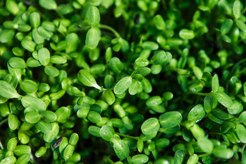 Healthy green microgreen background in natural light, closeup of leaves