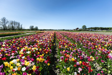 field of tulips
