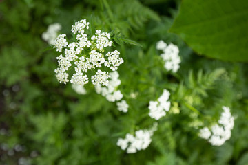 Fototapeta premium white flowers in garden