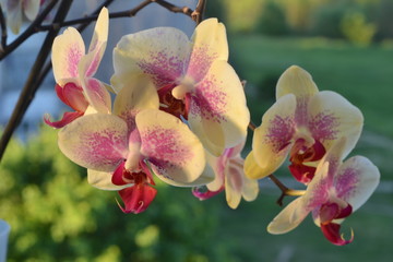 flower, orchid, pink, nature, blossom, plant, green, spring, garden, beauty, bloom, flowers, petal, white, tree, purple, floral, flora, color, macro, red, beautiful, yellow, blooming