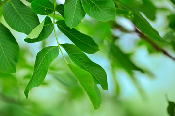 Walnut Leaves Isolated