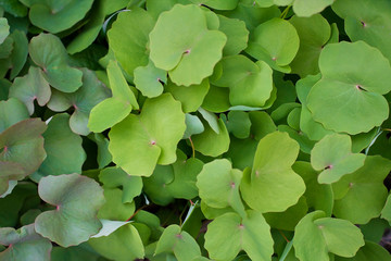  texture of a plant with round leaves. leaf background
