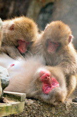 サルの親子で毛繕い