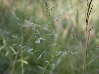 Long Whispy Grass