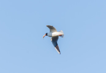 Seagull in flight close-up keeps fish in its beak