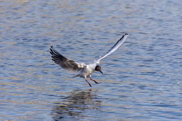 Seagull in flight close-up during the day