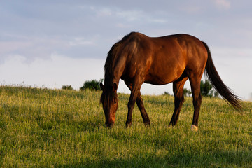 Fototapeta premium Thoroughbred broodmare grazing
