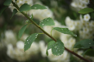 Gałązka z zielonymi liśćmi z kroplami deszczu