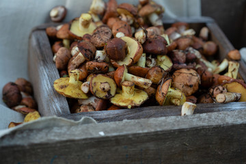 Small forest mushrooms in crate, food close-up