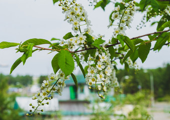 blooming bird-cherry branch, spring, summer
