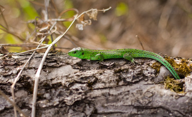 Naklejka na ściany i meble green lizard on a fallen tree. forest lizard on tree bark