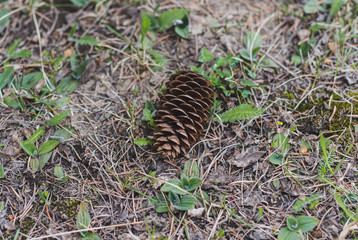 a big fir cone lies on the ground