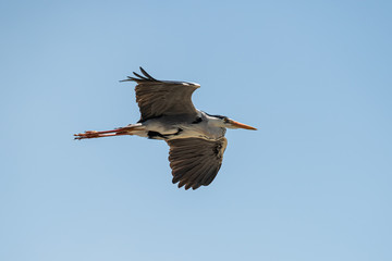 Grey heron Ardea cinerea in flight Fukuoka, Japan 