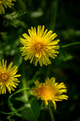 Nature summer background with dandelion