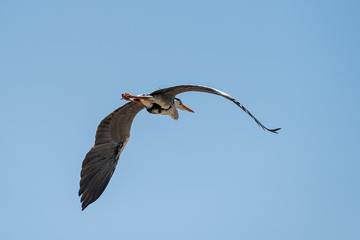 Grey heron Ardea cinerea in flight Fukuoka, Japan 