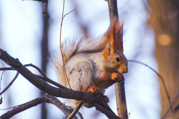 Squirrel sits on a branch and nibbles a nut in the spring