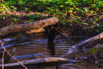 Blackbird bathing in a puddle in the spring and rejoice
