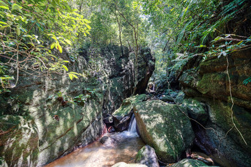 Naklejka na ściany i meble 西表島のジャングル