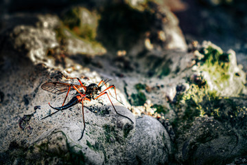 strange insect on the stone