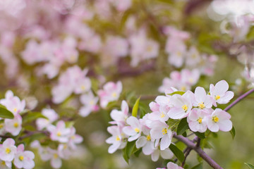  flowers of the decorative apple on the branch. pink flowers of apple tree