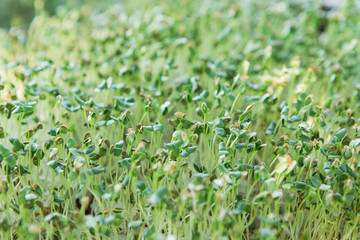 Microgreen background in natural light
