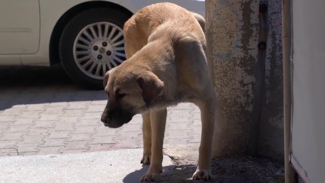 White and brown street dog urinating on a wall