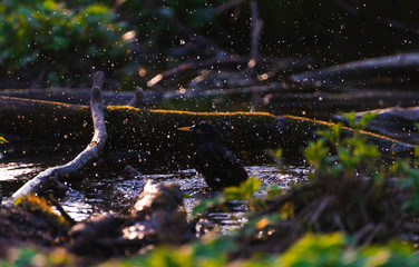 Obraz premium Blackbird bathing in a puddle in the spring and rejoice