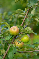 Branch of organic apple tree