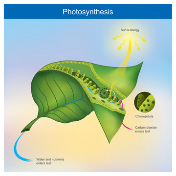 Photosynthesis is a process by plants and other organisms use to convert light energy into chemical energy.