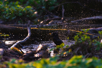 Blackbird bathing in a puddle in the spring and rejoice
