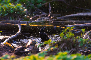 Blackbird bathing in a puddle in the spring and rejoice
