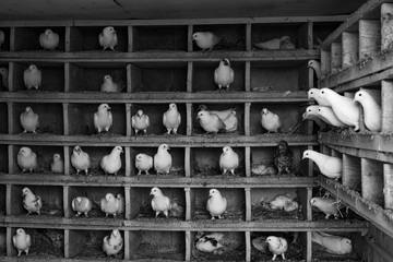 dovecote with white doves and chicks in black and white