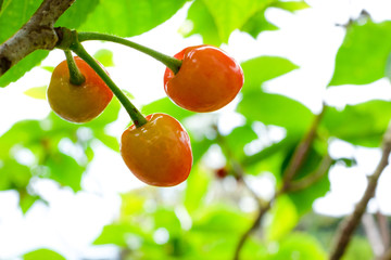 木になるサクランボ