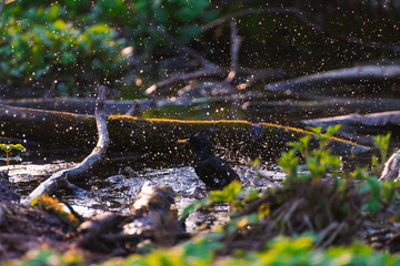 Blackbird bathing in a puddle in the spring and rejoice