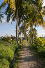 Obraz premium Reisfeld in Bali