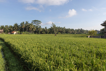 Reisfeld Bali