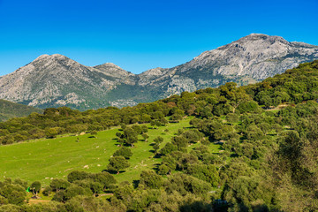 Fototapeta na wymiar Landscape near Ubrique, Cadiz. Spain, Andalusia in the park of Alcornocales