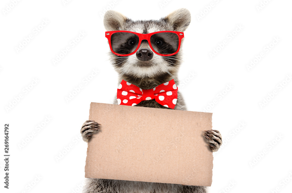 Wall mural Portrait of a funny raccoon in sunglasses and bow with banner in paws isolated on white background