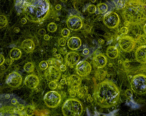 abstract background of marshy air bubbles in water.